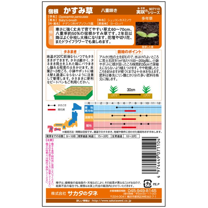 清楚な花の姿が魅力。かすみ草の育て方は？植物とあなたをつなぐPlantia