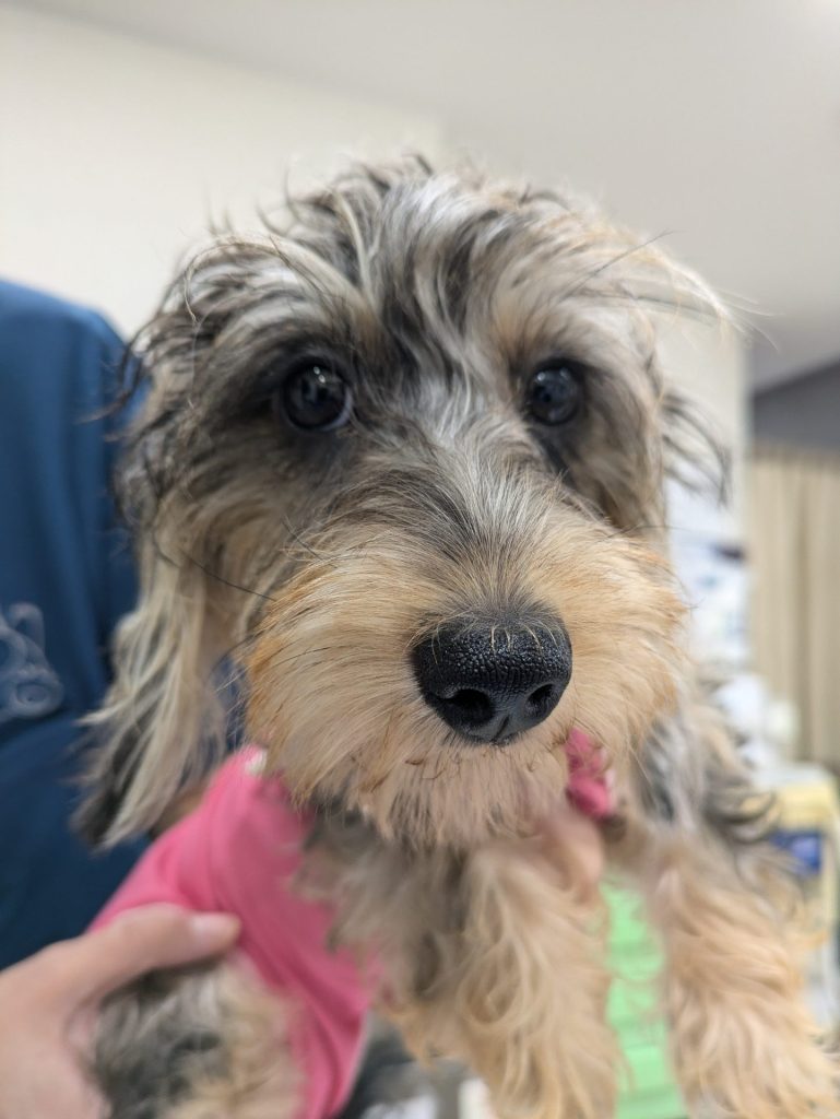 効果あり フィットボクシング2で2kgやせました ビフォーアフター家トレ物語