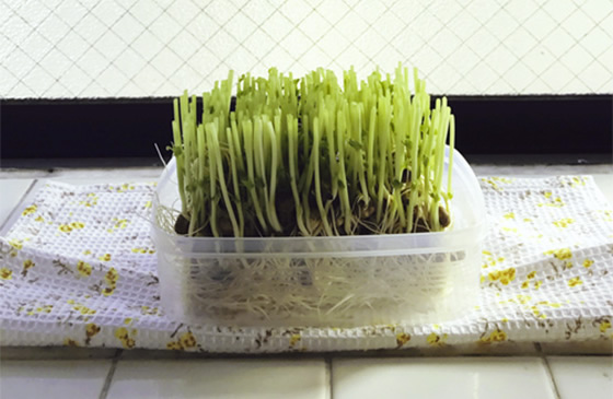 豆苗の再生栽培、成功させるコツまとめまどべじ