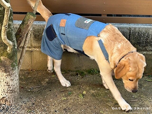 ラブラドールレトリーバーの抜け毛は多い？対策についてもブリーダーナビ