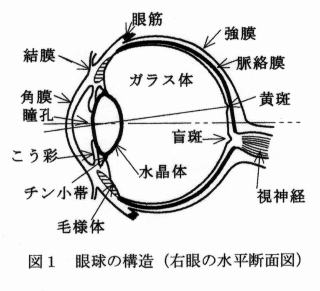 右眼球の水平断面図
