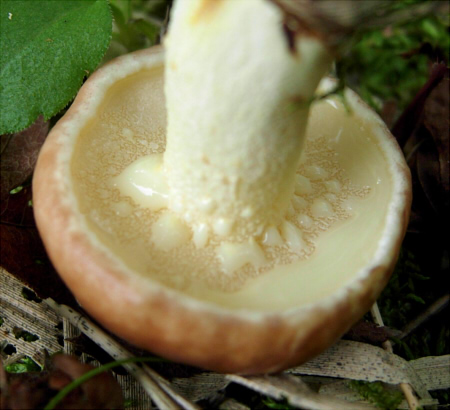 チチアワタケを食べてダメだった話東京でとって食べる生活