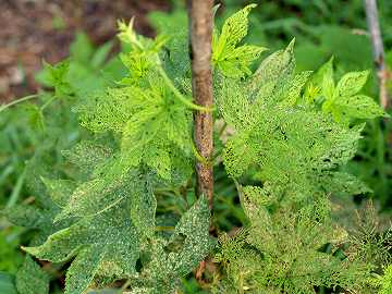 ブログ広島市南区,まつやま眼科 白内障,緑内障,硝子体の日帰り手術に対応