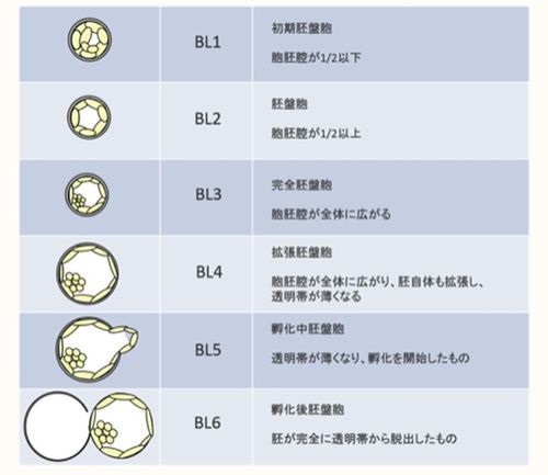 培養 分割期胚から桑実胚、胚盤胞へにしたんARTクリニック