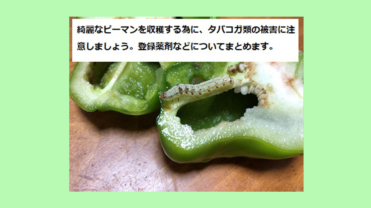 ピーマンの害虫アブラムシなどが発生しやすい時期、予防や対策は？🍀GreenSnap グリーンスナップ