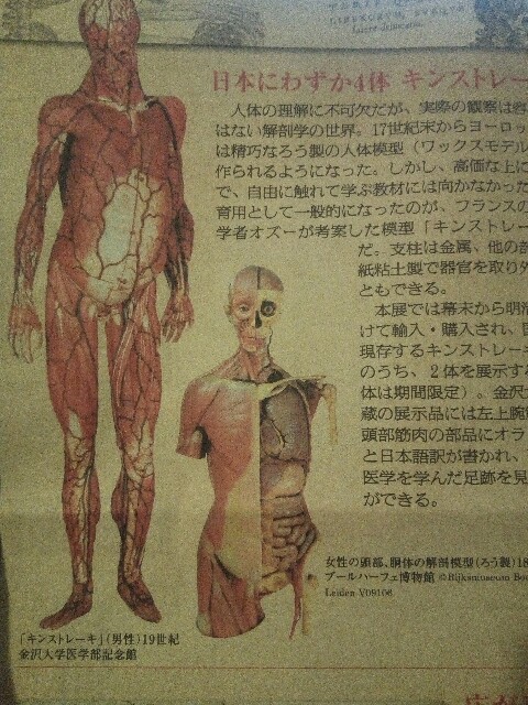 E0006569 人体模型 - 東京国立博物館 画像検索