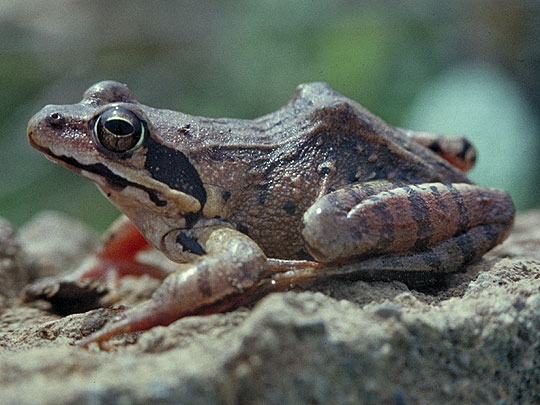 カエルは水に棲む人類? 七十二候・ 蛙始鳴 かわずはじめてなく季節・暮らしの話題 2016年05月06日- 日本気象協会 tenki.jp
