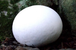 自然毒のリスクプロファイル：キノコ：シロタマゴテングタケ厚生労働省