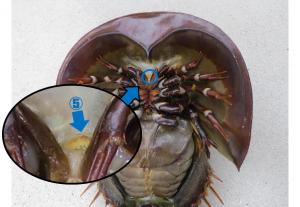 美しい青い血」が重宝されるカブドガニが減少 感染症診療を進歩させた立役者 倉原優- エキスパート - Yahoo!ニュース