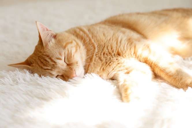 変な寝方立ち耳スコのテト