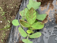 枝豆栽培失敗した。その原因と対策は？対策は誰でも簡単にできる！まろんfarm