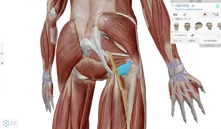 vol.120 大腿方形筋ストレッチ‼ 股関節を下から支える重要筋肉