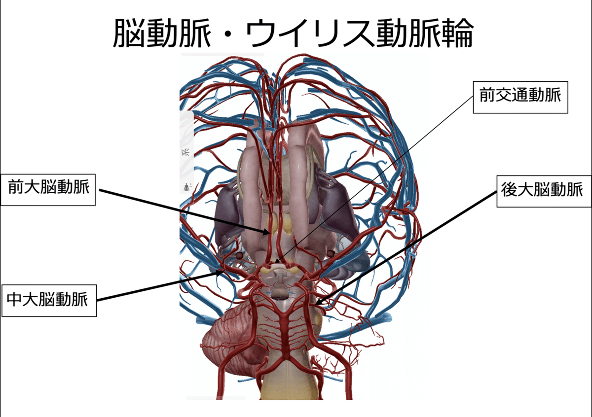 後大脳動脈と脳卒中の関係再生医療脳梗塞・脊髄損傷の幹細胞治療ニューロテックメディカル