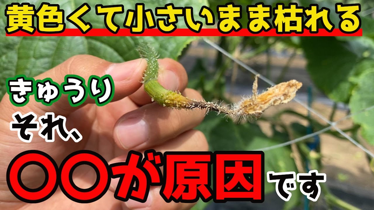 夏に見られる黄色いきゅうりの原因と対策