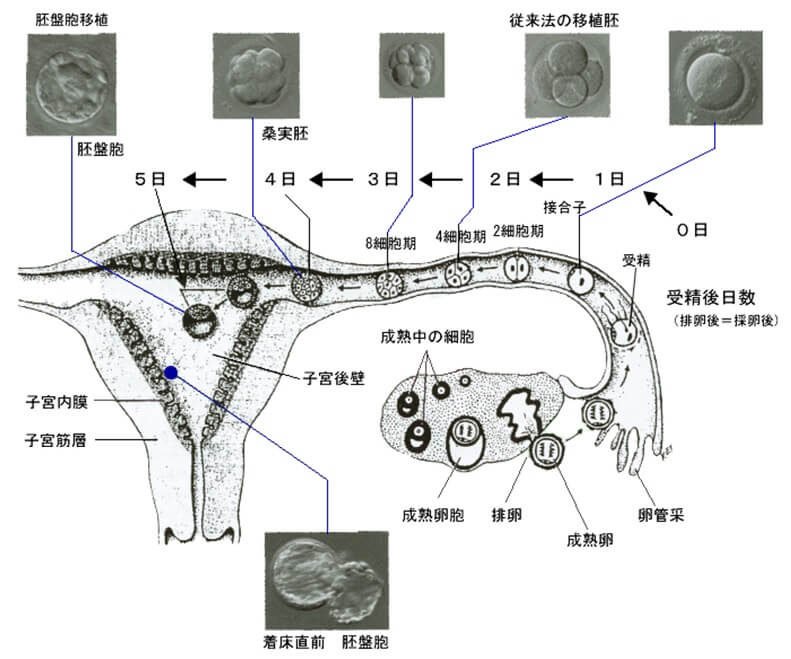 AMH検査で何がわかるの？不妊治療との関係は？検査方法や平均値などを紹介横浜市の産婦人科「Sola Clinic」