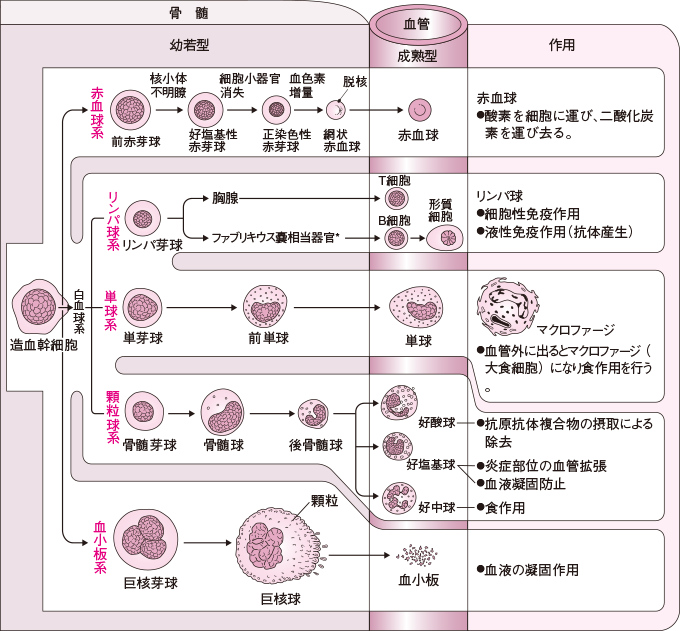 Visual Anatomy 視覚解剖学