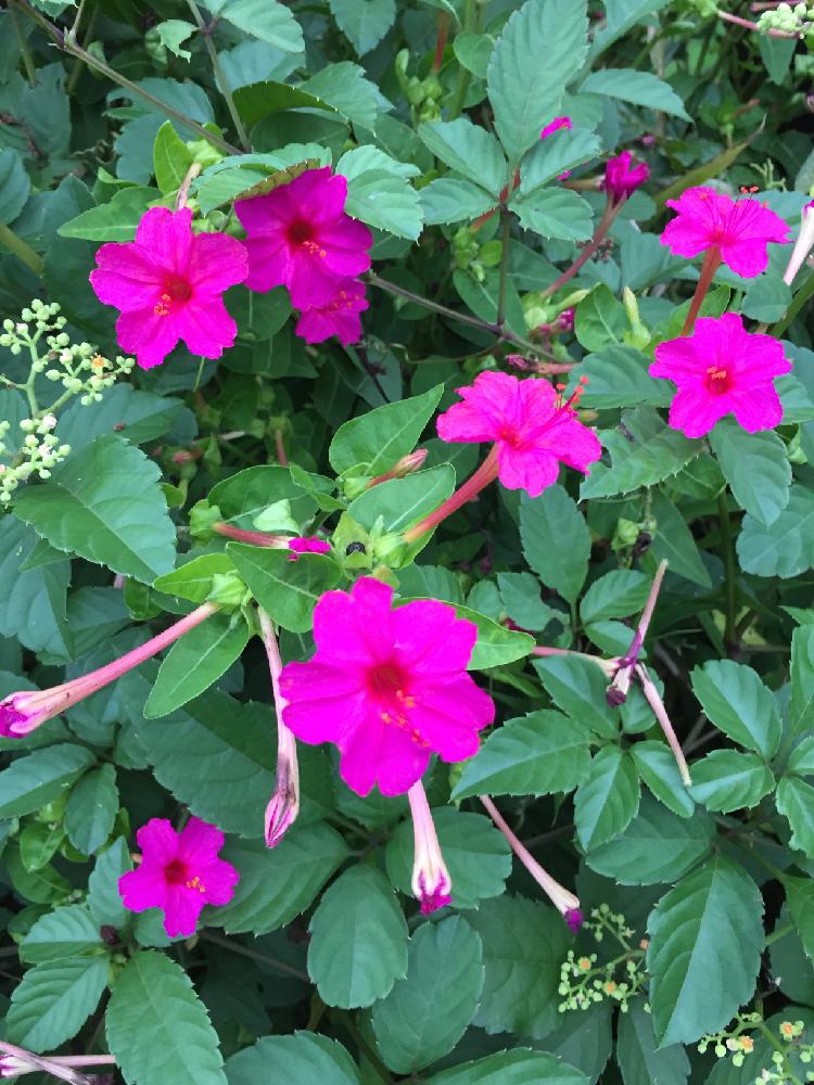 オシロイバナ 種 画像291 無料画像