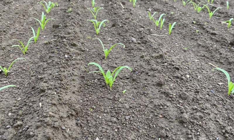 ほうれん草の発芽 写真素材5770418- フォトライブラリ