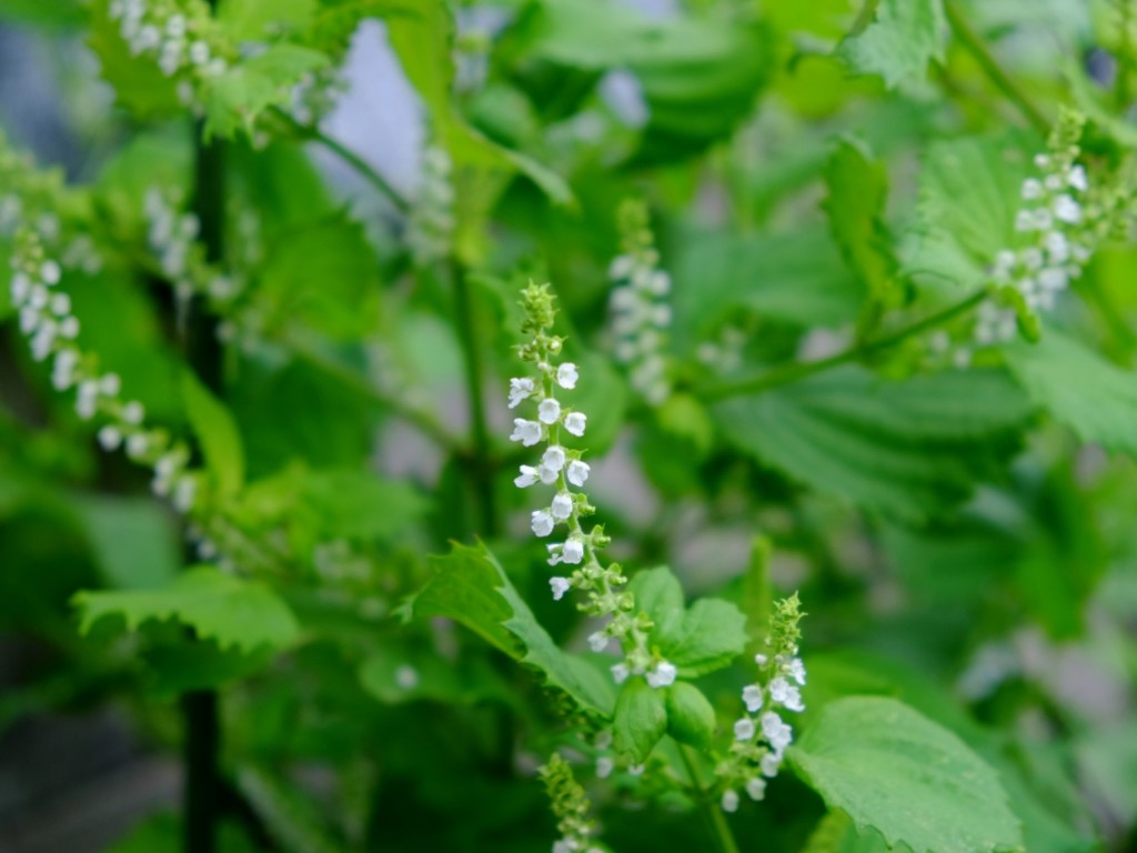 オクラのコンパニオンプランツのバジルを収穫！青パパイヤと家庭菜園日記 - 楽天ブログ