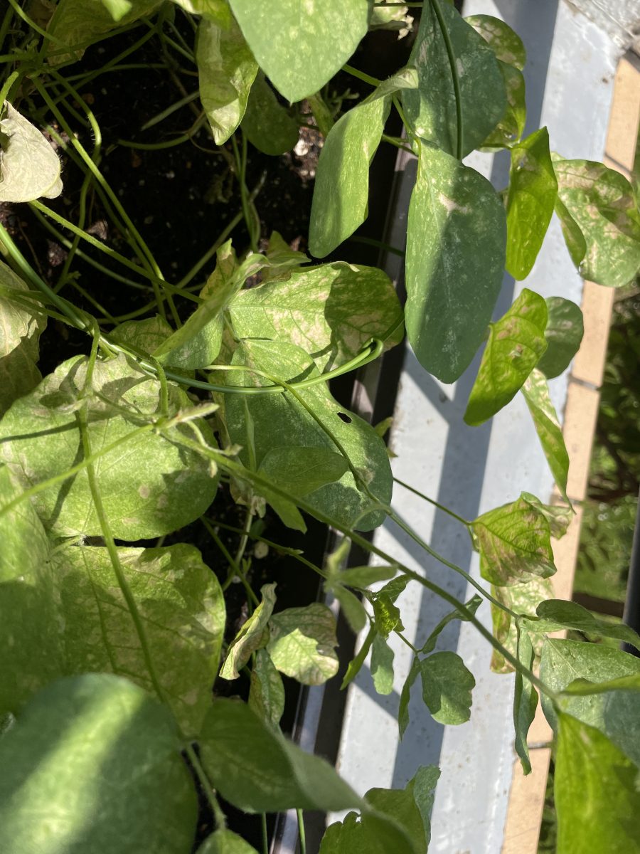 枝豆の状態が芳しくないのです - 農業屋