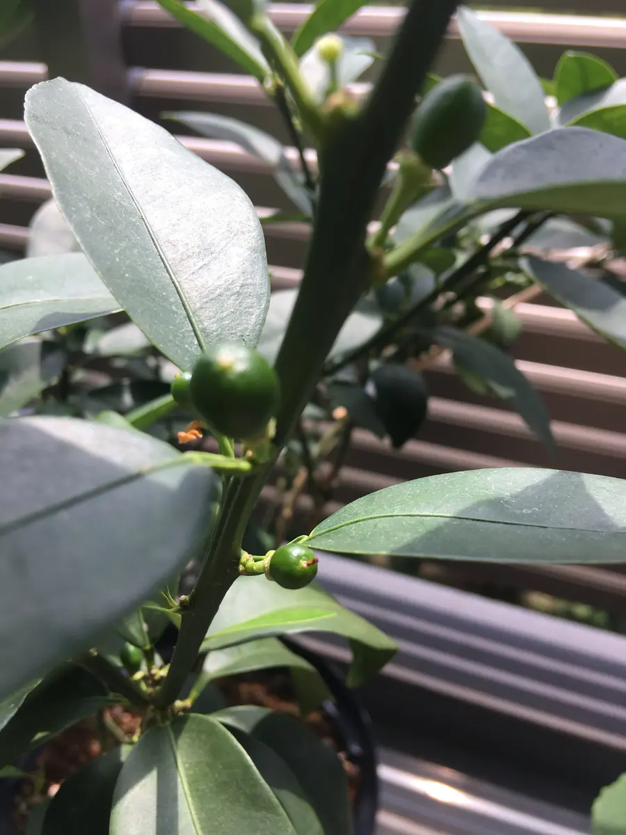 金柑の木の育て方鉢植え栽培もおすすめ！肥料や収穫時期はいつ？🍀GreenSnap グリーンスナップ