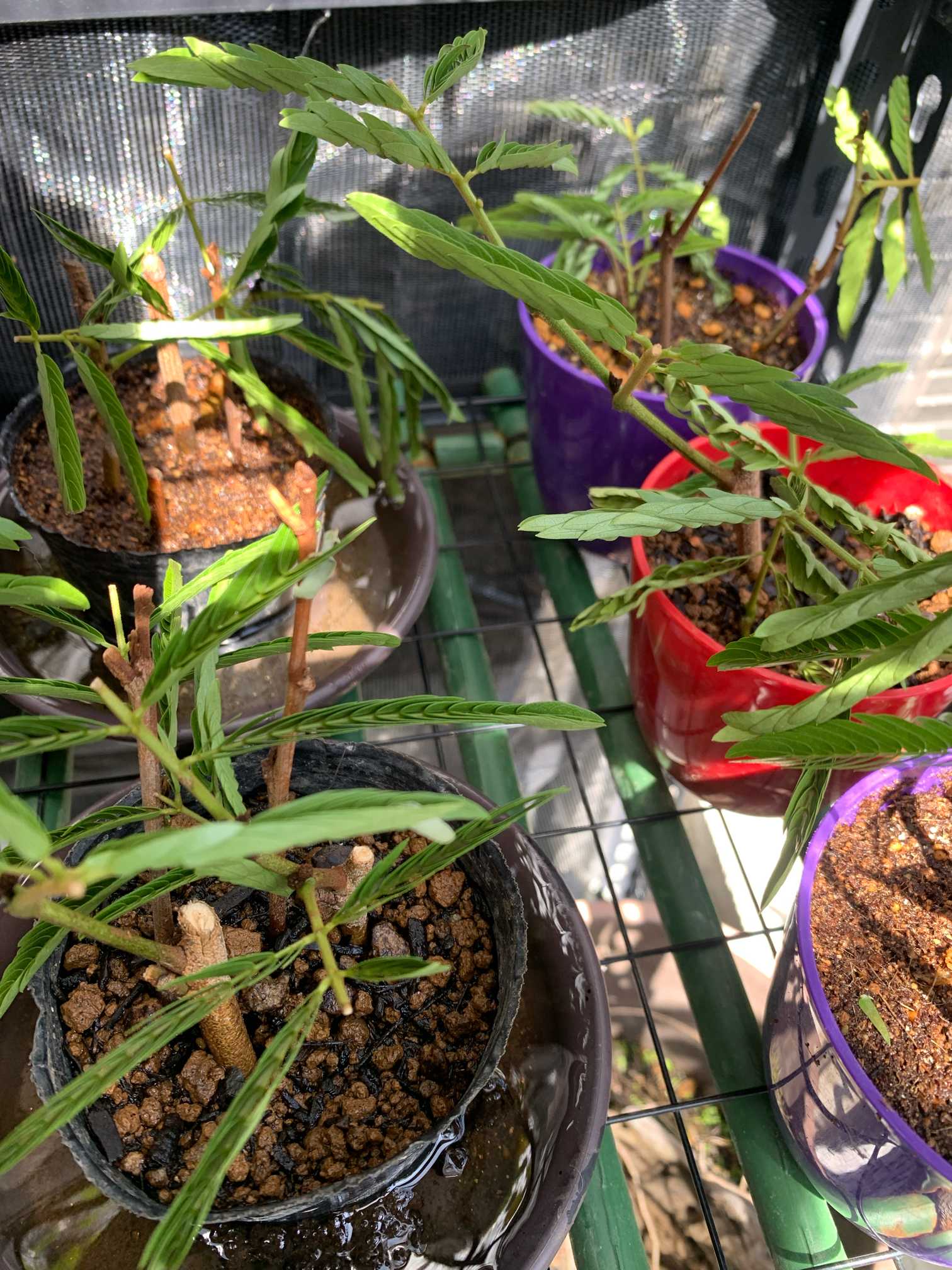 エバーフレッシュは水挿しで増やせるのか ？ - 日々是好日ーnichinichi kore koujitsu