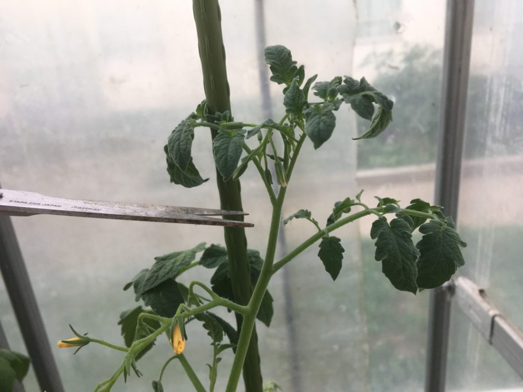 トマト、ミニトマトの育て方・栽培方法失敗しない栽培レッスン 野菜 サカタのタネ 家庭菜園・園芸情報サイト 園芸通信