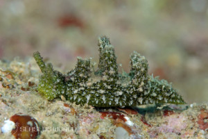 エリシアは俺の嫁 - LINE スタンプLINE STORE