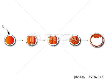 受精卵のグレードのイラストかわいいフリー素材集 いらすとや