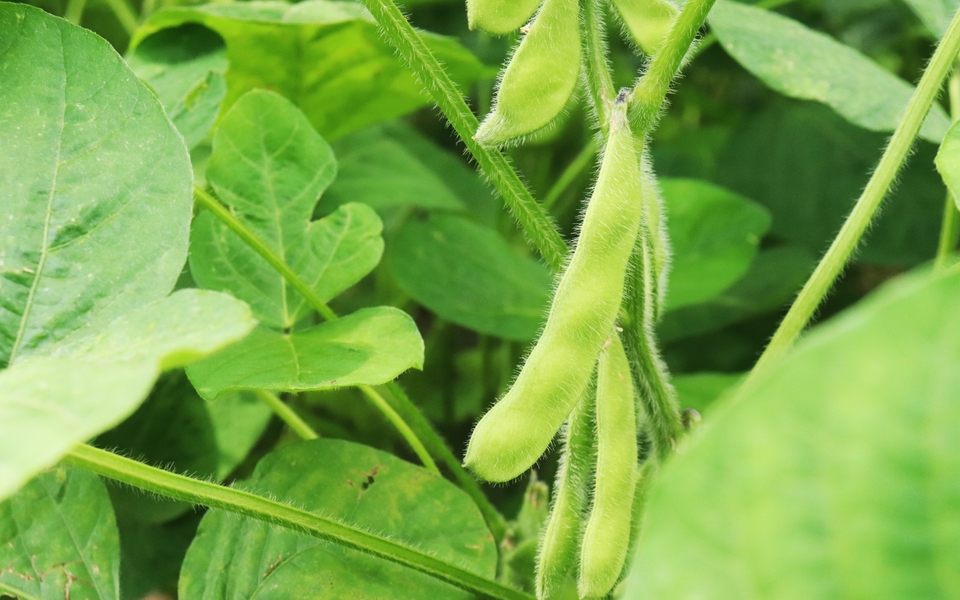 枝豆につきやすい害虫莢のなかにいる？発生する時期や予防策を紹介🍀GreenSnap グリーンスナップ