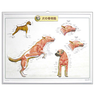 犬の筋肉図基本