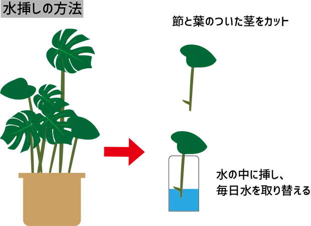 モンステラの剪定Kanaeのラジオブログ📻