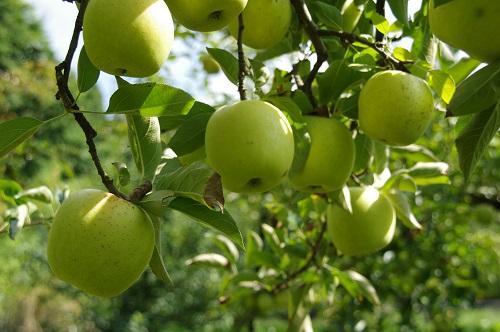 青林檎与へしことを唯一の積極として別れ来にけり 徹底解説!!意味や表現技法・句切れ・鑑賞文など短歌の教科書短歌の作り方・有名短歌の解説サイト