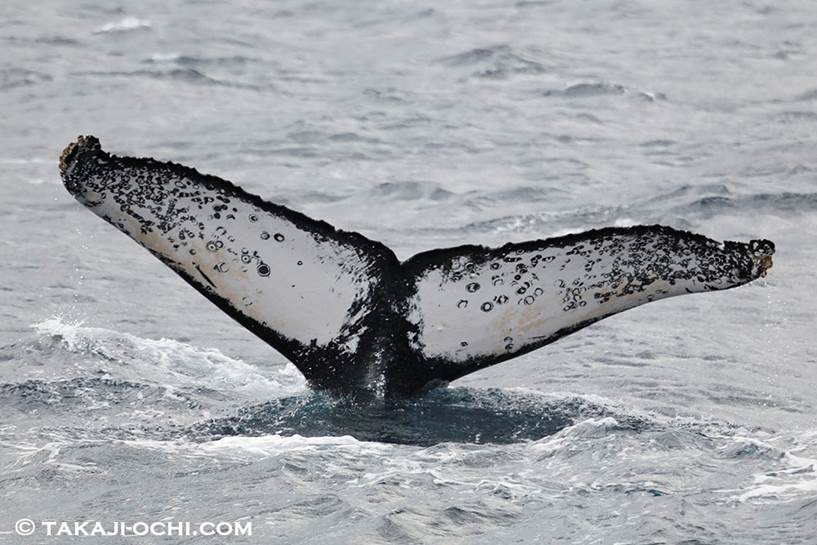 200歳まで生きる！？クジラの意外な生態＆ホエールウォッチングができるスポット5選Tierzine ティアジン