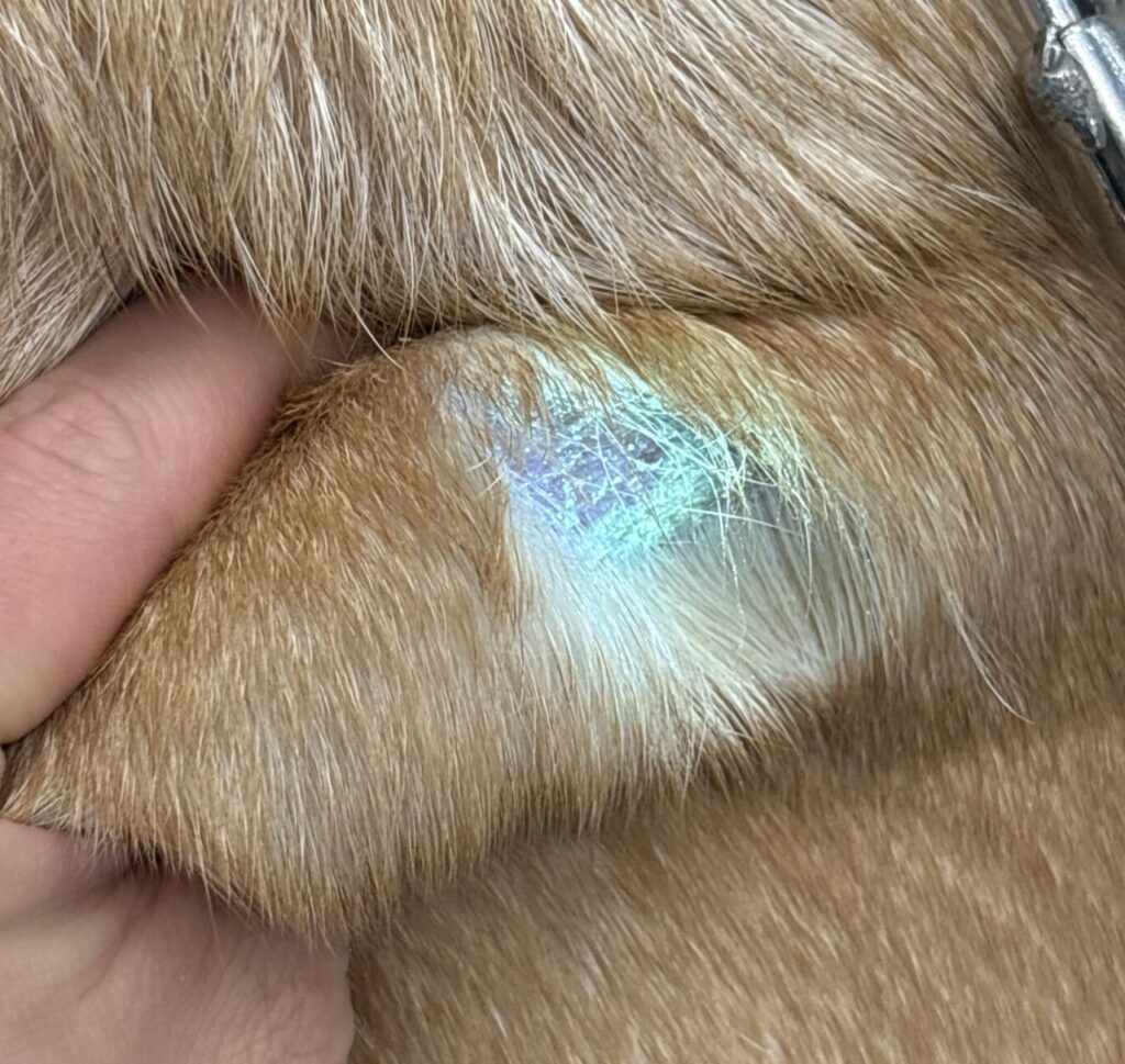 カビによる皮膚疾患の完全ガイド：症状から治療まで│カビ取り・カビ対策専門業者のカビバスターズ静岡