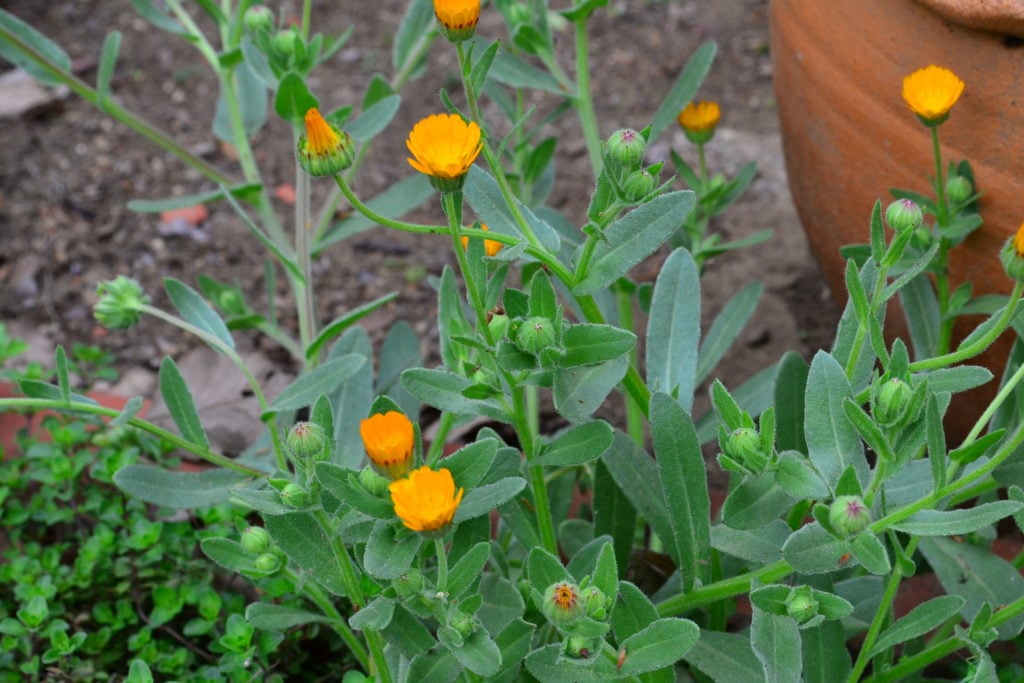 グリーンサムさんの日記： 冬知らず