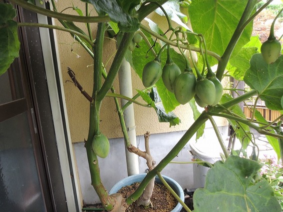 タマリロ栽培中たこの園芸日記