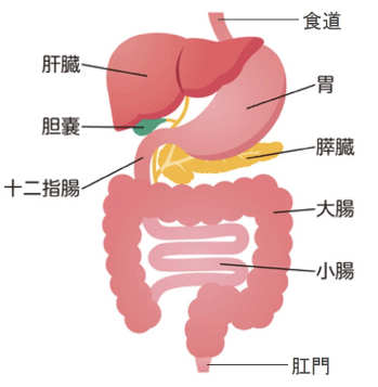 Q1 胃もたれの原因：加齢？ストレス？どうして胃もたれが起こるの？ 第一三共胃腸薬第一三共ヘルスケア