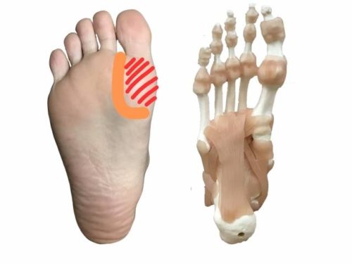 足つぼ 反射区第２２回 ～鼠径部～