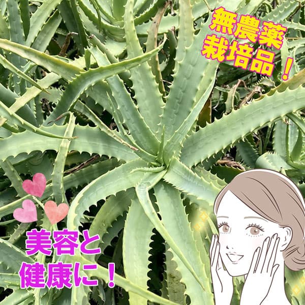 アロエベラ 食用アロエ植物の画像、種類、一覧と育て方TA29