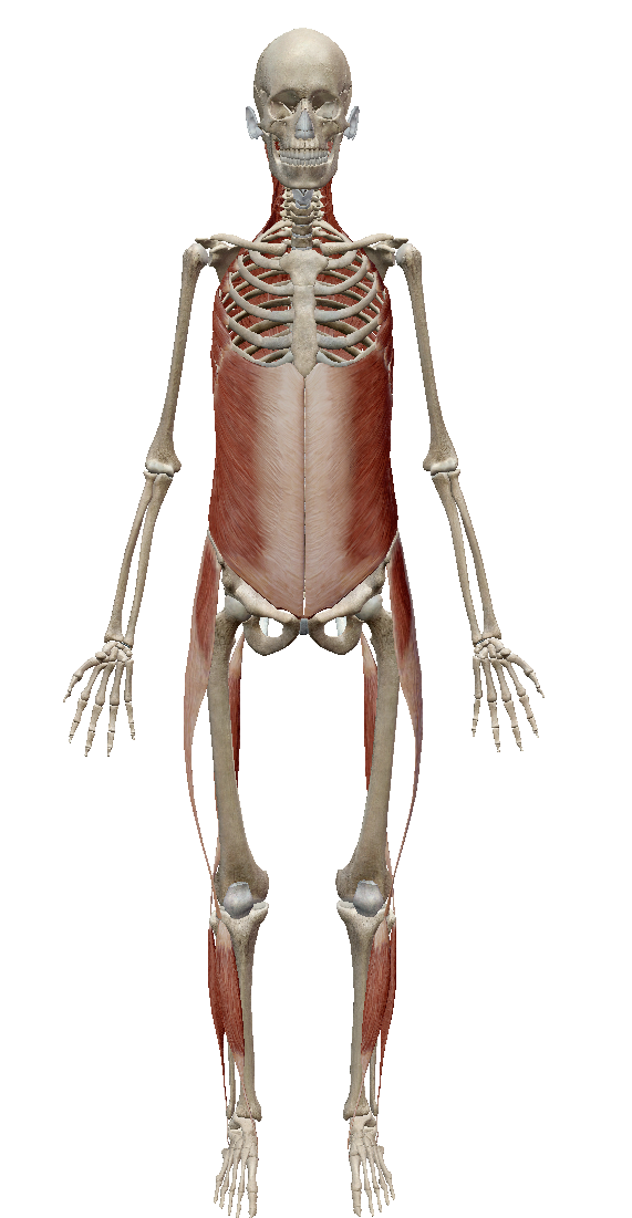 肩凝り、腰痛、股関節痛不調別に4つのラインを攻める「筋膜ストレッチ」4ページ目 ：しつこい凝りに効く「筋膜」ケア：日経Gooday グッデイ