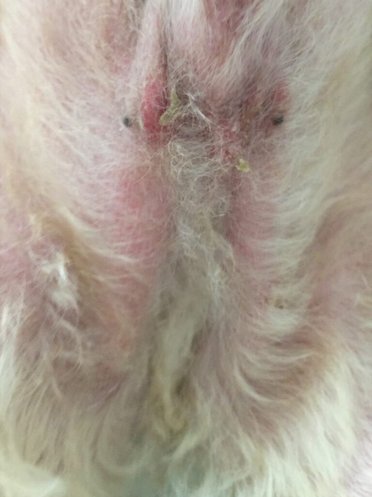 犬の耳が赤いのは外耳炎かも？原因や対処法、病院に行くタイミングについて解説 獣医師監修 ワンクォール