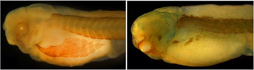 Amazon.co.jp: カエル解剖骨格模型ヒキガエル解剖生物模型科学教育実験手描き医学訓練補助器材 : 産業・研究開発用品