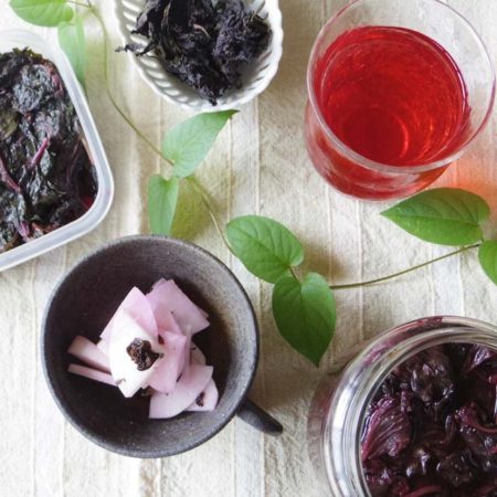 紫蘇の葉について漢方茶くうねる香川県の漢方茶専門店