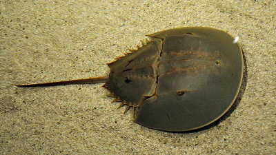 生きた化石「カブトガニ」の血液は・なんと青い！その理由を解説ガジェット通信 GetNews