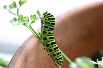 イタリアンパセリの栽培チャレンジ家庭菜園での成功のポイント