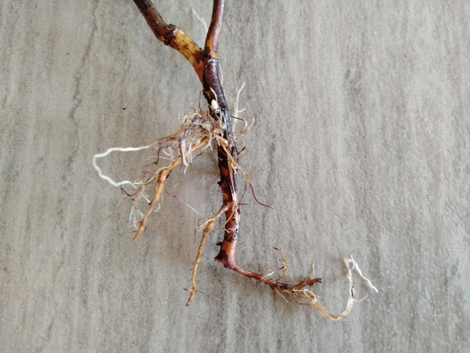 ラズベリーの育て方プランターで鉢植え栽培を始めよう！ – UETE