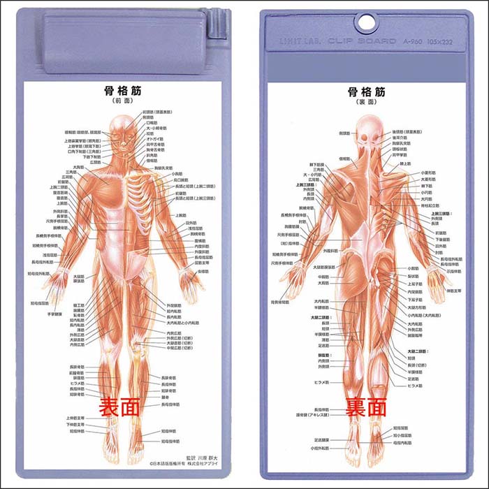 男性の筋肉イラストの描き方。筋肉の場所・名称・構造を理解するお絵かき講座パルミ