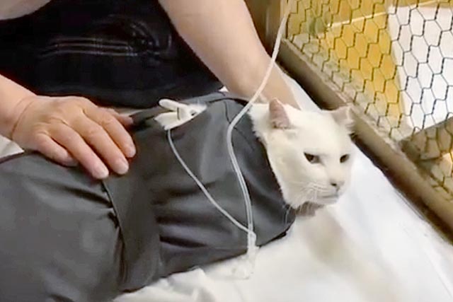 点滴 10131044597 の写真・イラスト素材アマナイメージズ