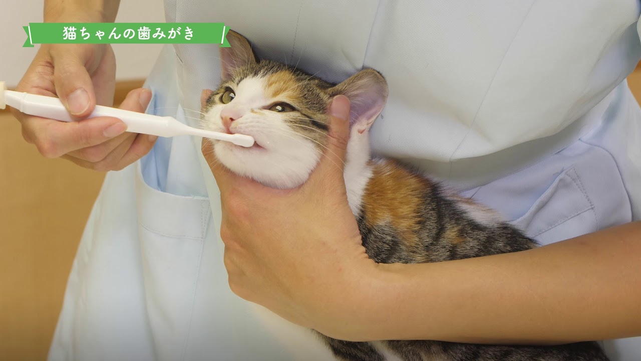 我が猫達の歯磨き